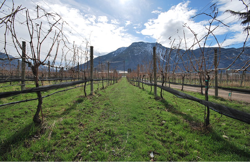 Clos du Soleil vineyard