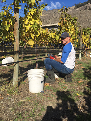 Vineyard Manager Steve Harvesting