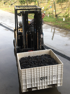 Winemaker Mike Driving the Forklift