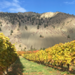 North-facing view of Clos du Soleil's new vineyard