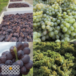 Clos du Soleil Harvest 2019