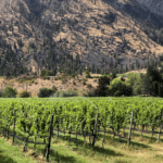 Clos du Soleil Acquires Whispered Secret Vineyard