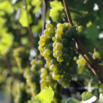Sauvignon Blanc vintage 2020 is shaping up beautifully