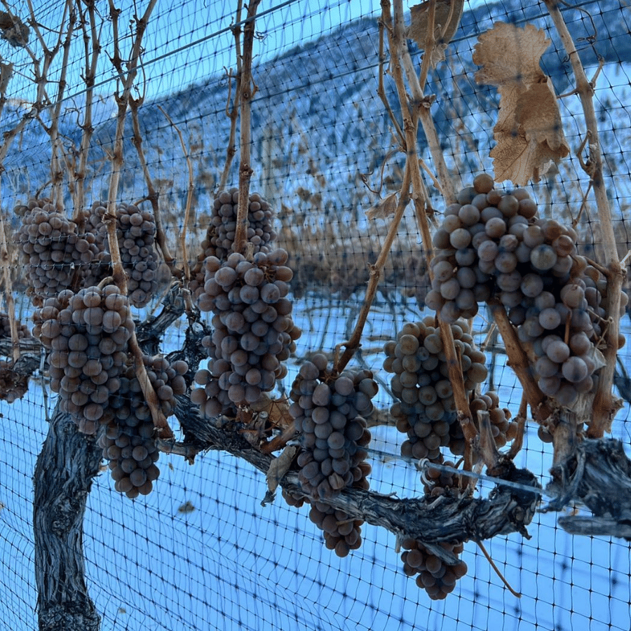 Clos du Soleil Saturn 2022 in the works... Late harvest Sauvignon Blanc grapes waiting to be picked