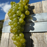 Get all the details about a stellar 2025 harvest at Clos du Soleil winery